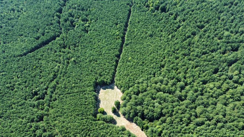 Aerial of a cleared pocket and trail cut through a pine stand