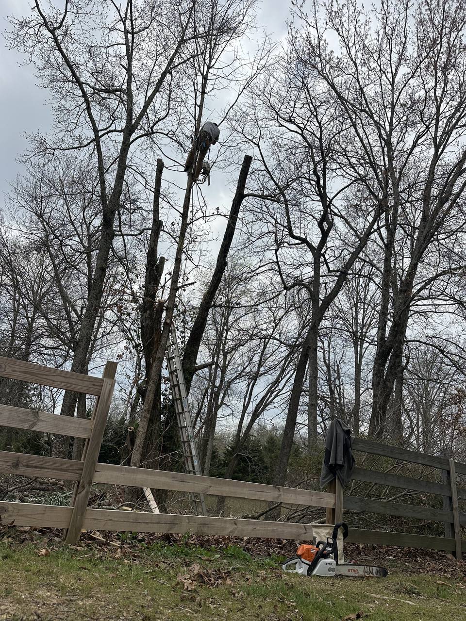 Climber taking down a dead tree in sections