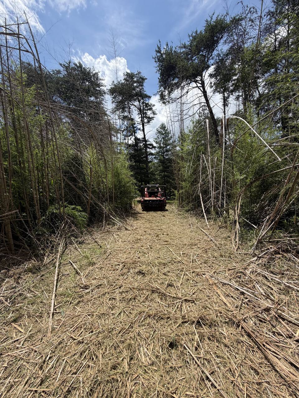 Mulched lane through bamboo, the loader in the lane