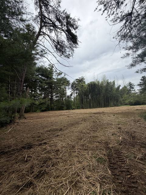 Mulched field with pines behind