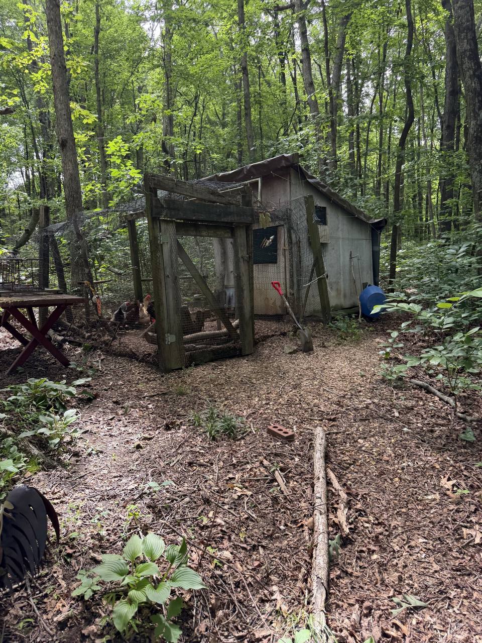 Before: an old shed and coop in the woods