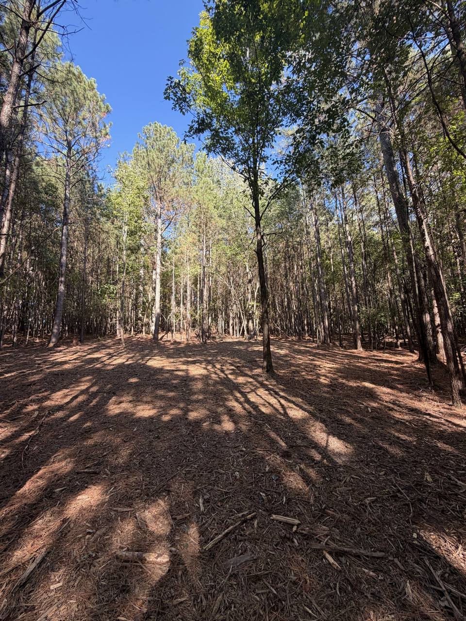 Open pine floor after mulching