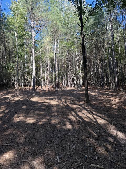 Pine woods with the underbrush cleared