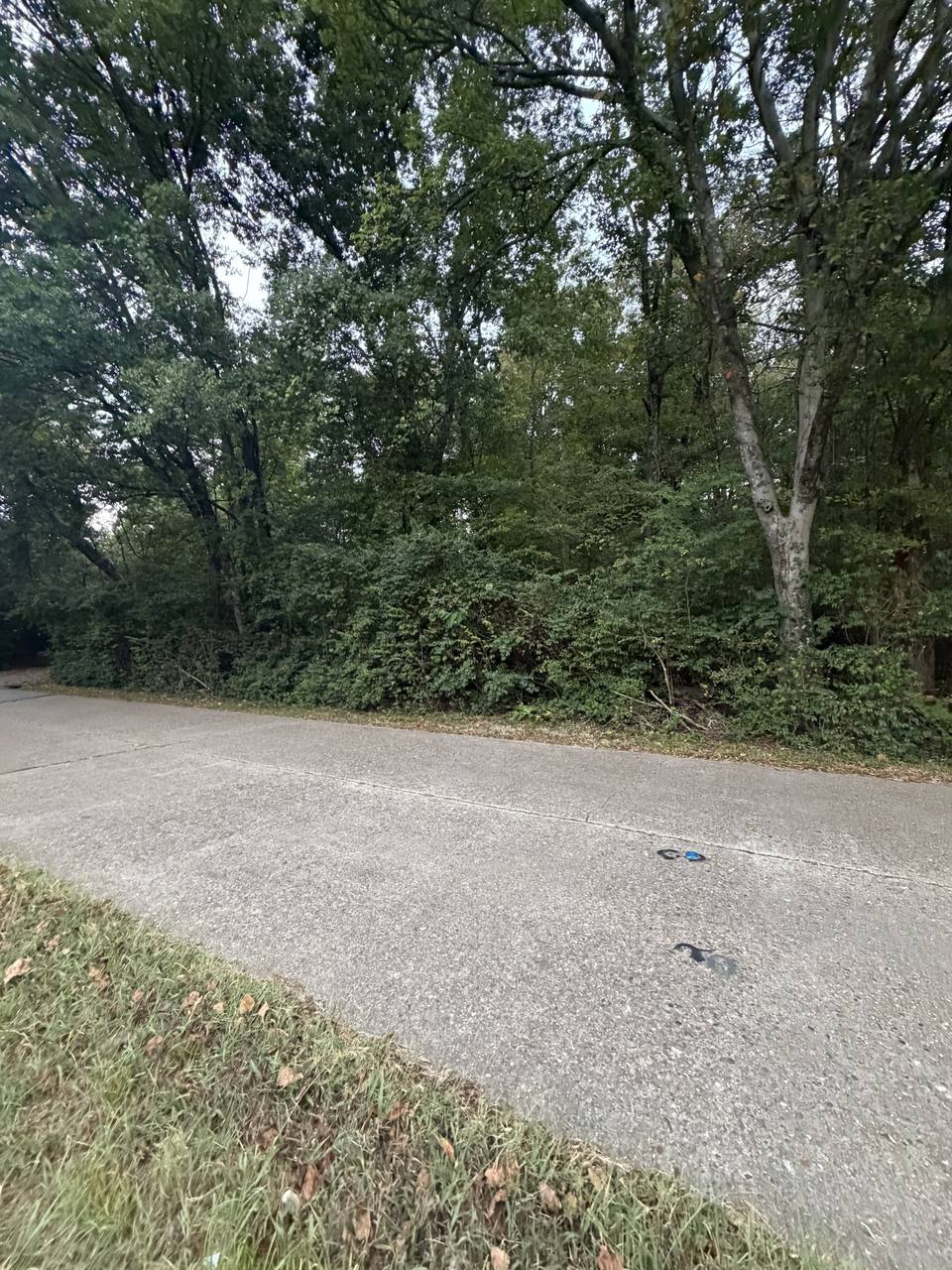Before: roadside woods thick with underbrush