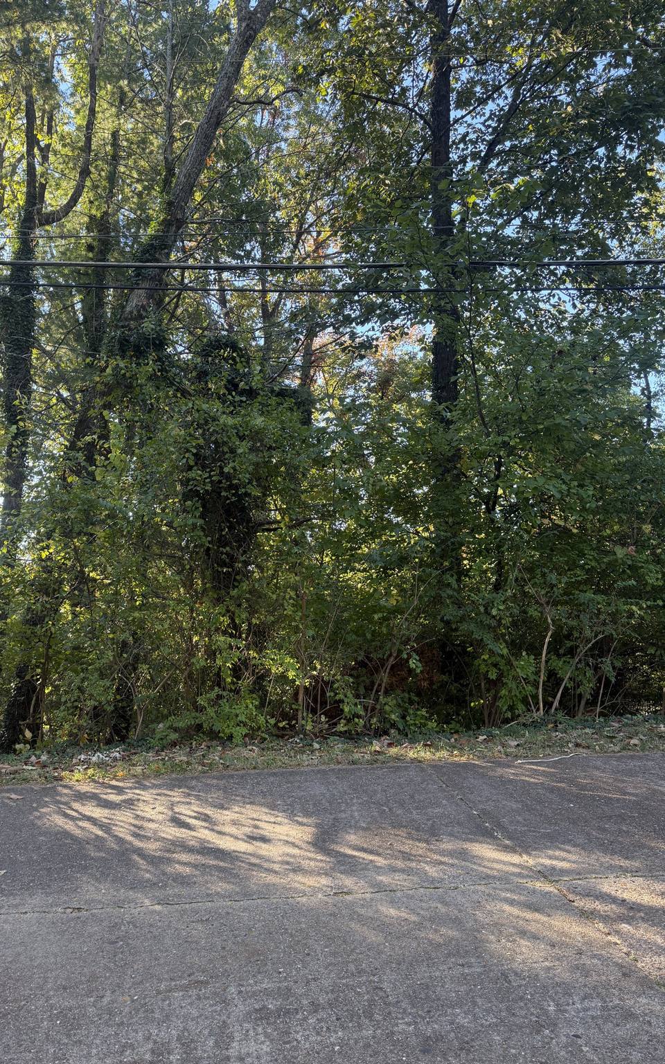 Before: roadside woods thick with underbrush under power lines