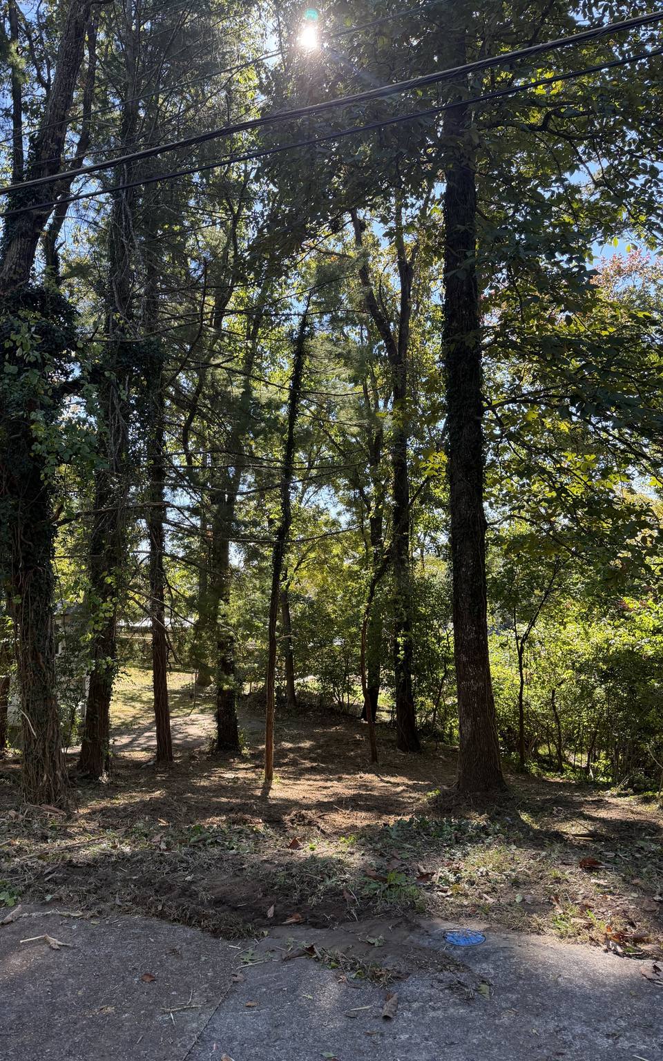After: the same roadside woods with the understory cleared