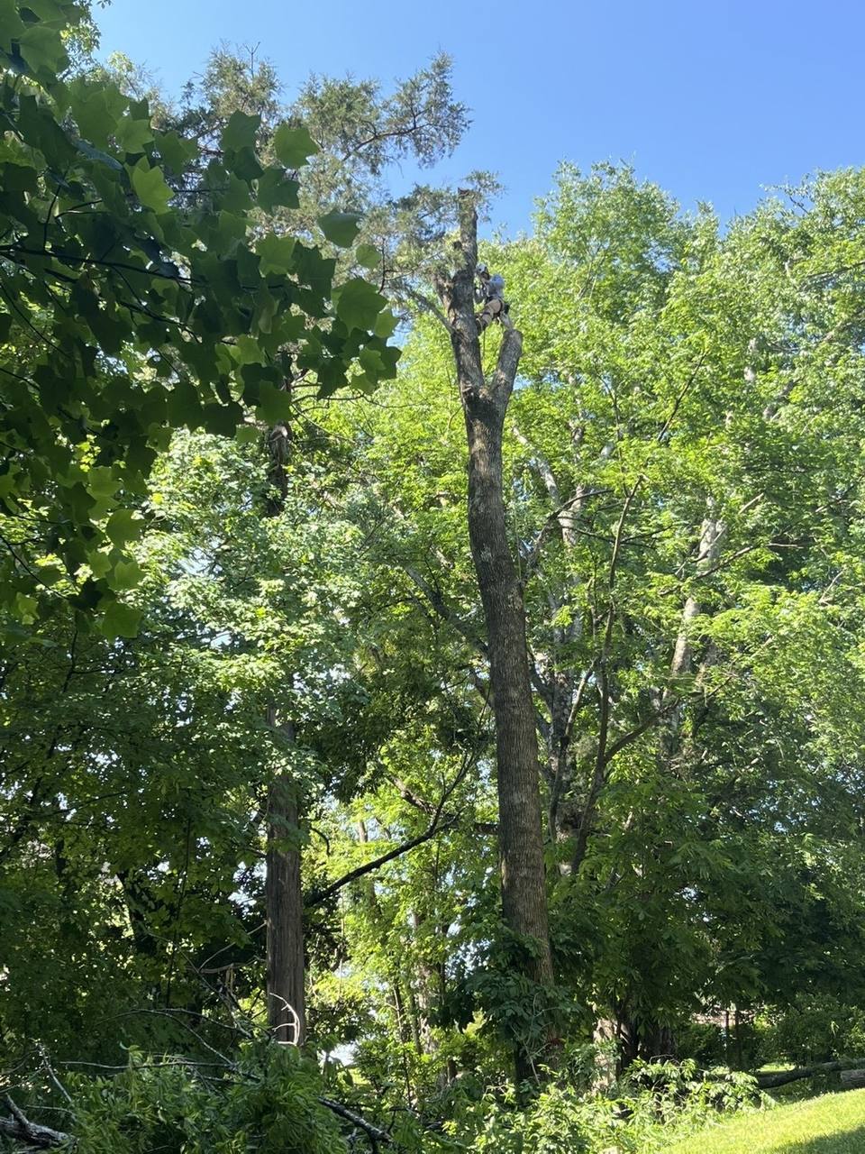 Climber at the top of a tall dead trunk