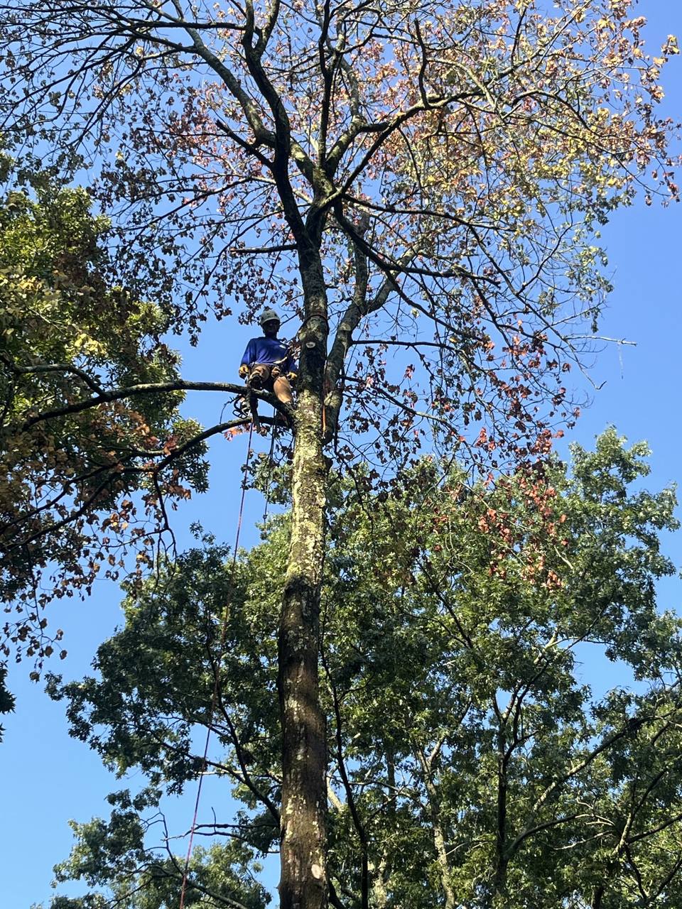 Climber roped in high in a tall tree