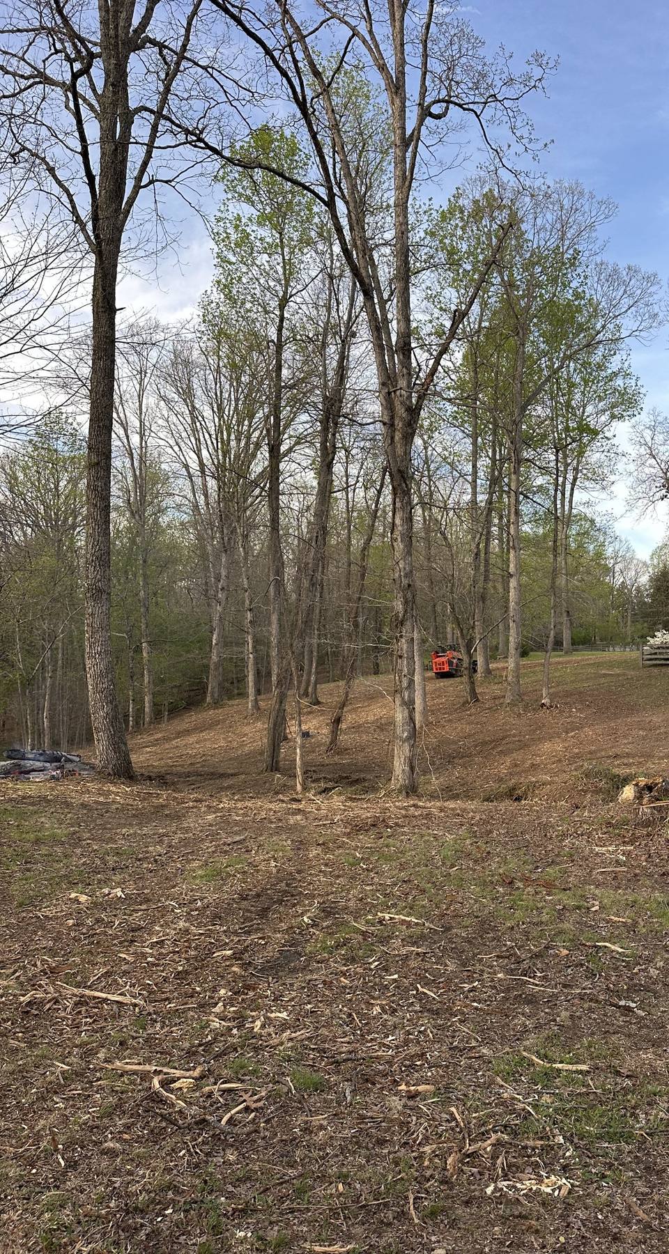 Wooded slope cleared to the ground